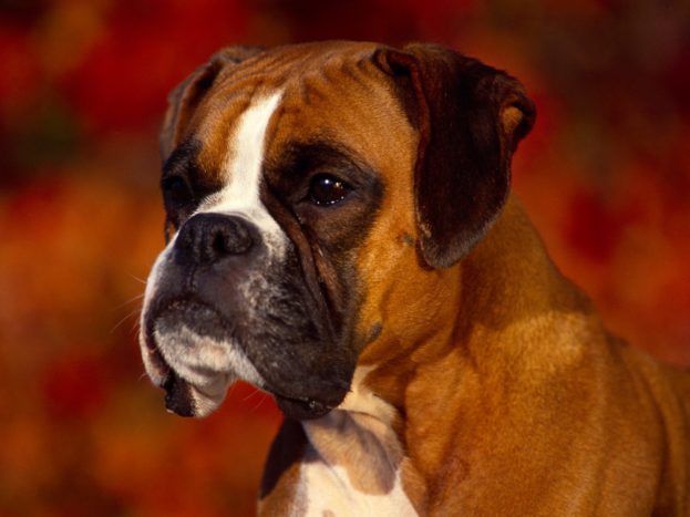 Georgi Boxer Dog Pictures